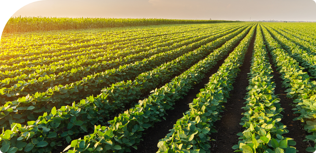 Fotografia de uma plantação de soja ao amanhecer